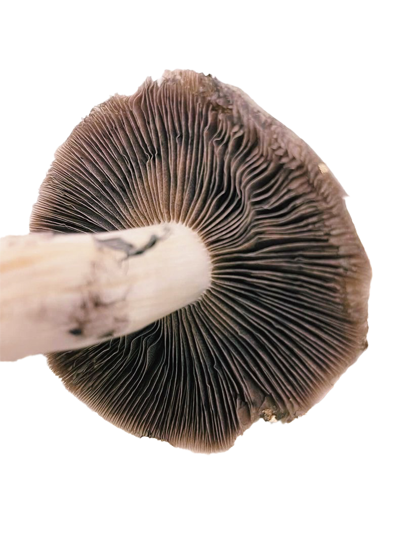 Shroomiez psilocybin mushroom cap and gills