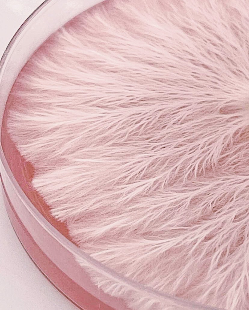 Mycelium running in pink agar dish