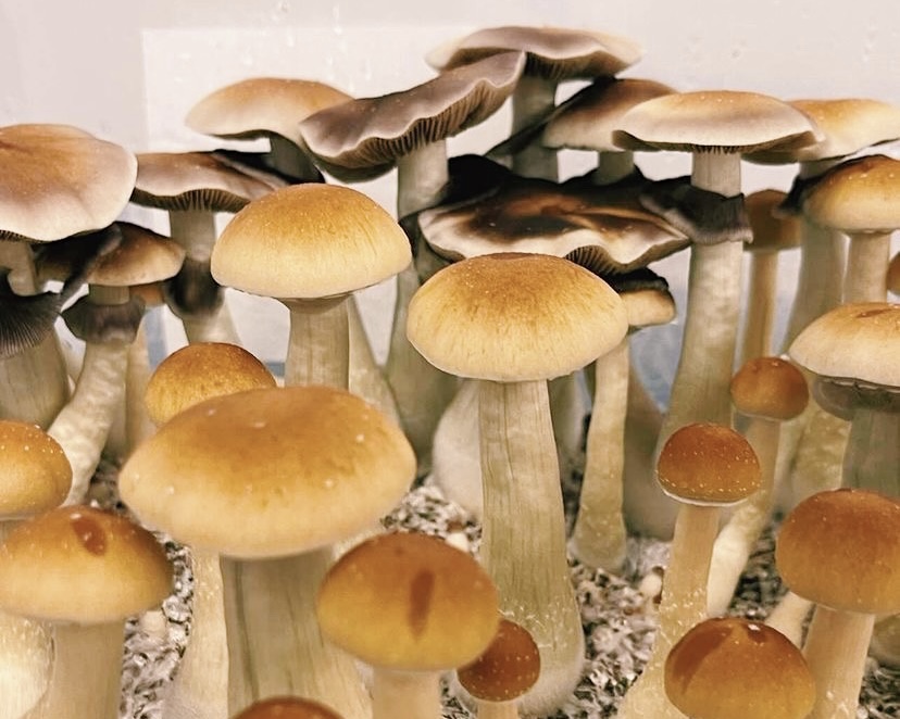Shroomiez tub of magic mushrooms