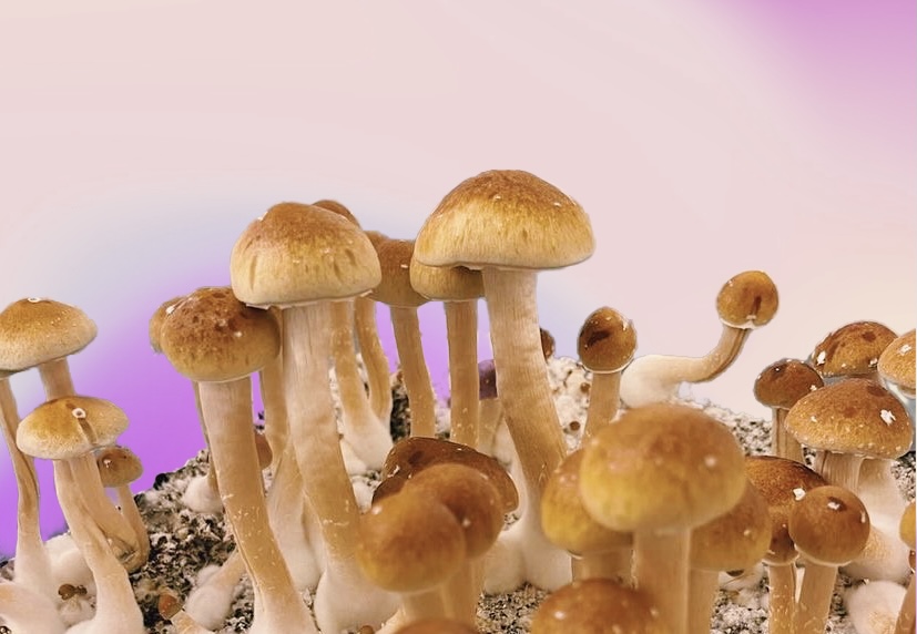 B+ Flush of magic mushrooms