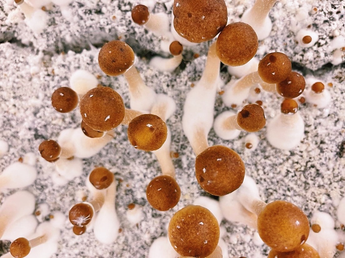 Tub of magic mushrooms growing